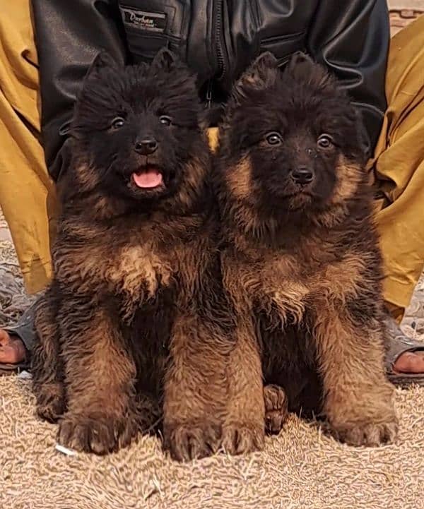 German shepherd puppies for sale / puppy / GSD pup / german shepherd 2