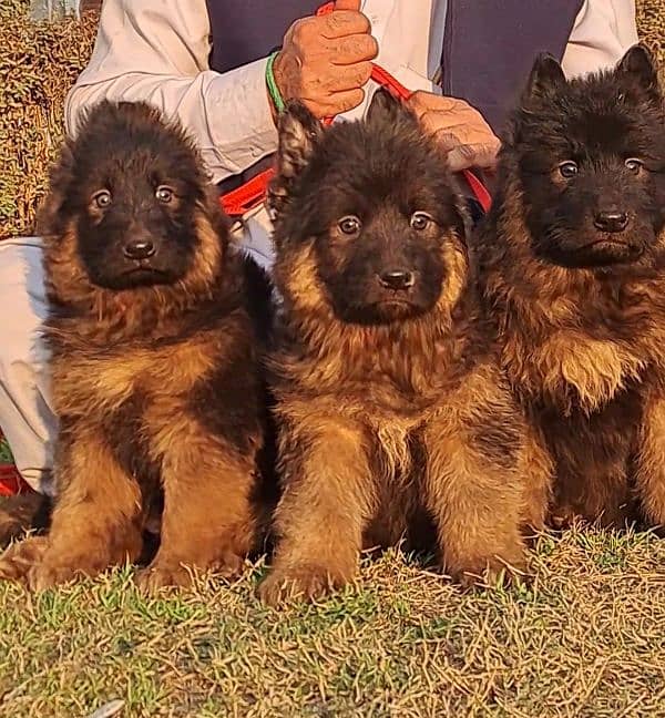 German shepherd puppies for sale / puppy / GSD pup / german shepherd 3