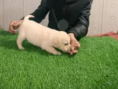 Fawn Labrador female puppy