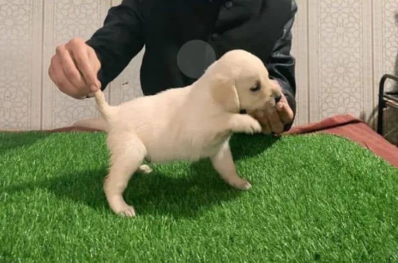 Fawn Labrador female puppy 1