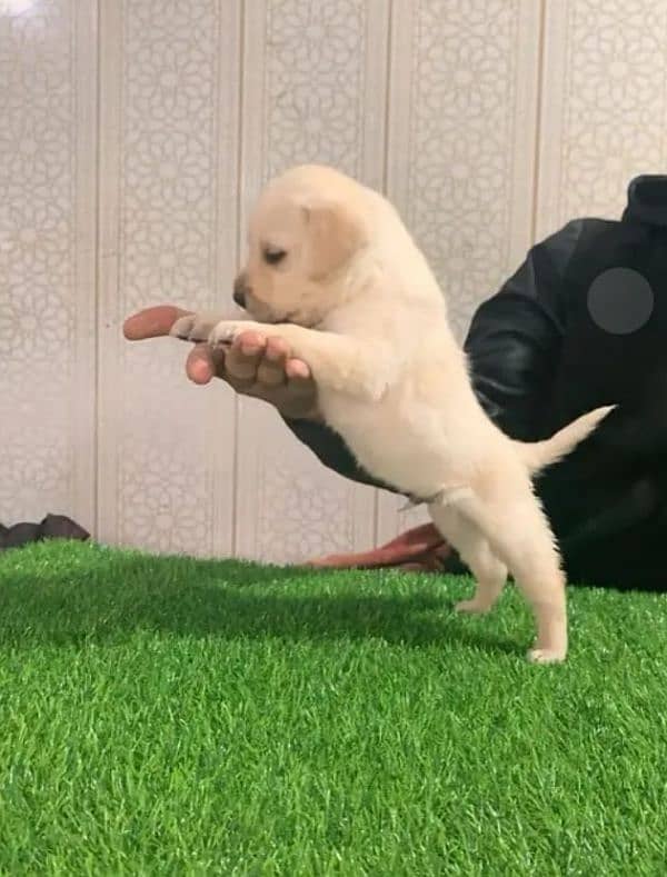 Fawn Labrador female puppy 3