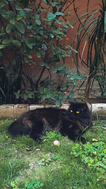 black Persian cat 0