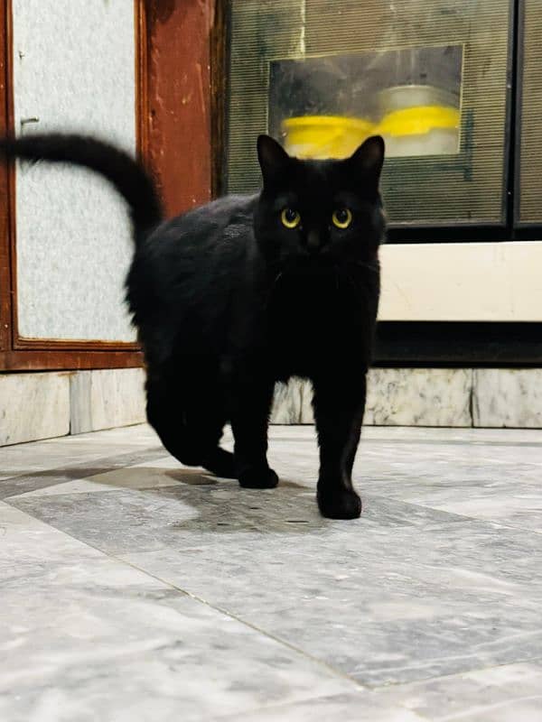 black Persian cat 3