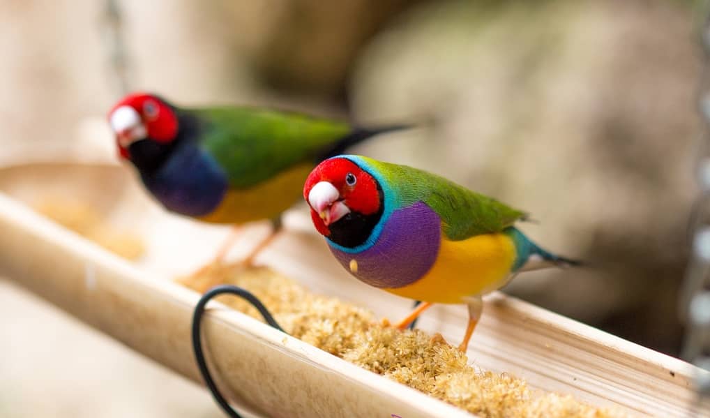 Gouldian Finch Ready To Breed 0