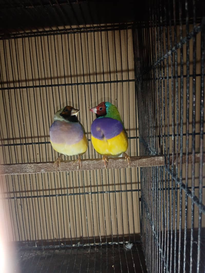 Gouldian Finch Ready To Breed 1