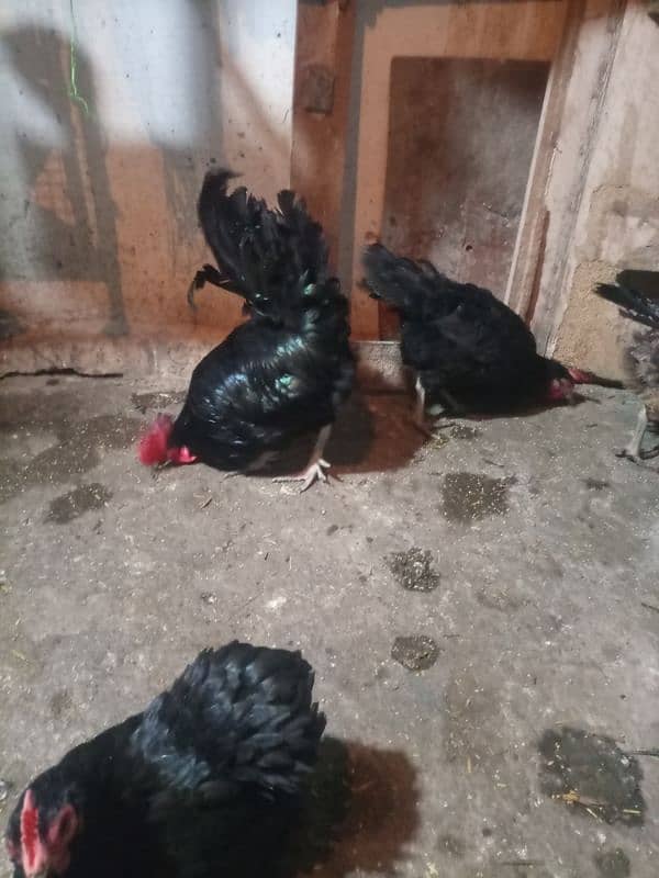 Austrolop or dasi Murgia for sale han. 0