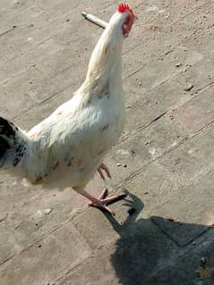 Golden misri cock murghay only