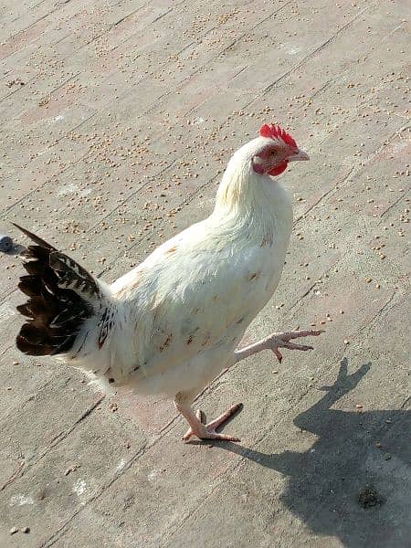 Golden misri cock murghay only 1