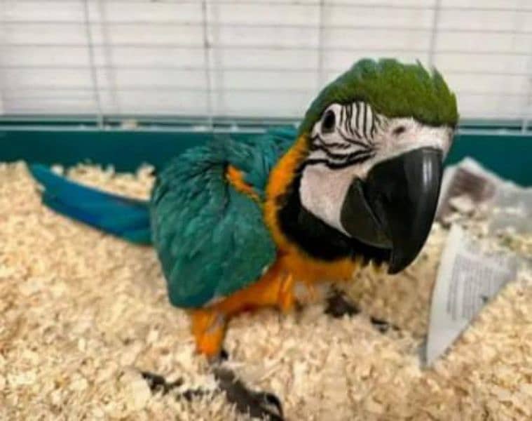 blue Macau parrot chicks for sale 0336/5077/195 0