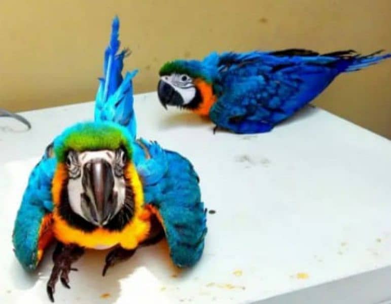 blue Macau parrot chicks for sale 0336/5077/195 2