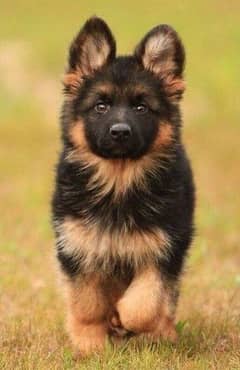 German shepherd puppies 03361777030