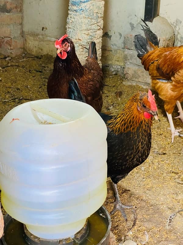 Egg Laying Hens for Sale - Andy wali murgiyan - Golden Misri Hens 0