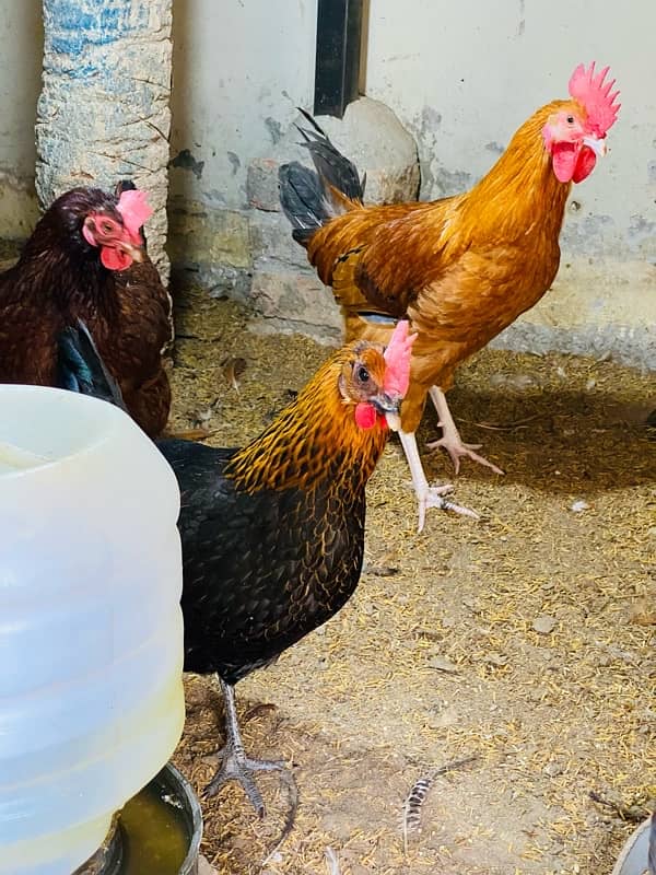 Egg Laying Hens for Sale - Andy wali murgiyan - Golden Misri Hens 1