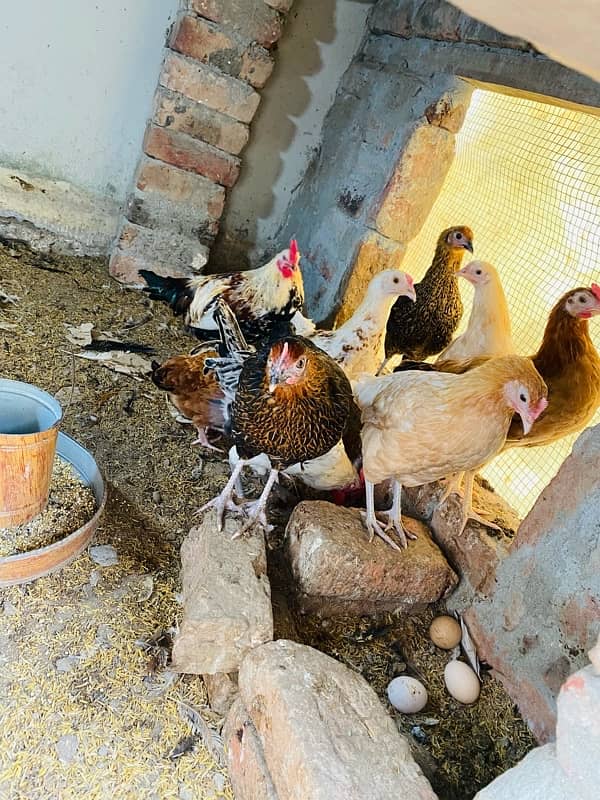 Egg Laying Hens for Sale - Andy wali murgiyan - Golden Misri Hens 3