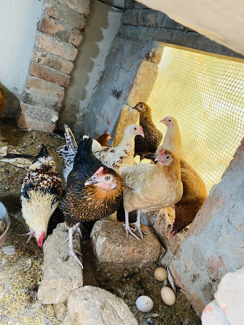 Egg Laying Hens for Sale - Andy wali murgiyan - Golden Misri Hens 6