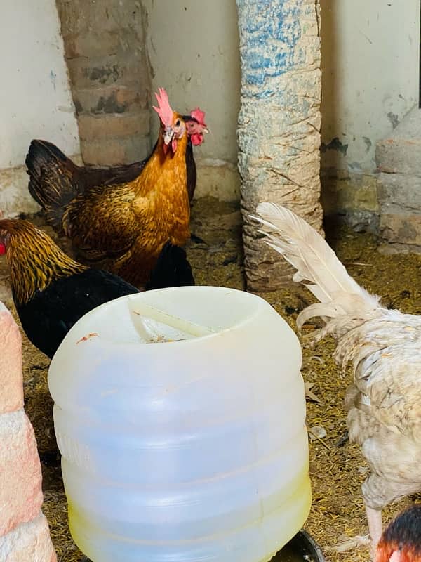 Egg Laying Hens for Sale - Andy wali murgiyan - Golden Misri Hens 4