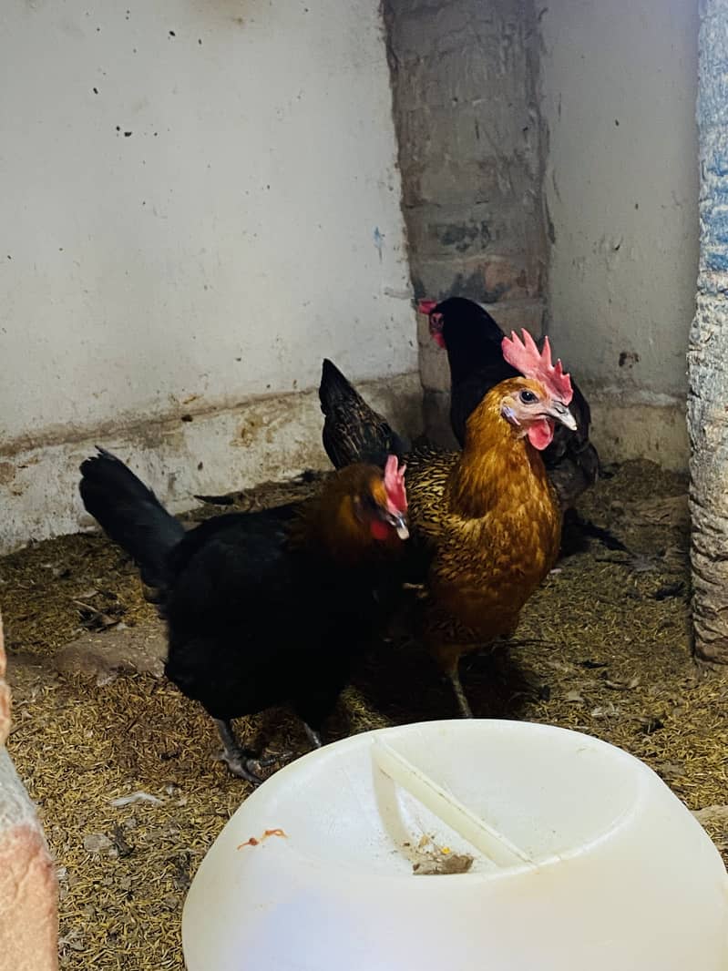 Egg Laying Hens for Sale - Andy wali murgiyan - Golden Misri Hens 5