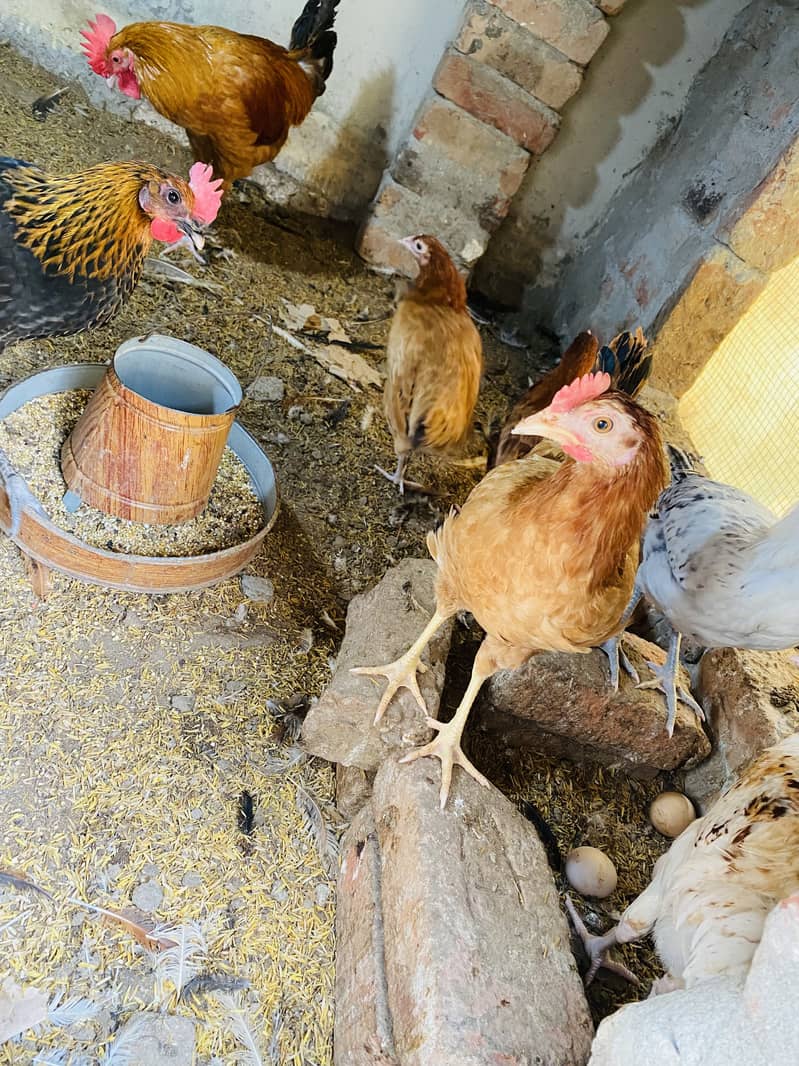 Egg Laying Hens for Sale - Andy wali murgiyan - Golden Misri Hens 7