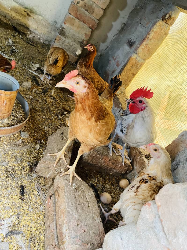 Egg Laying Hens for Sale - Andy wali murgiyan - Golden Misri Hens 8