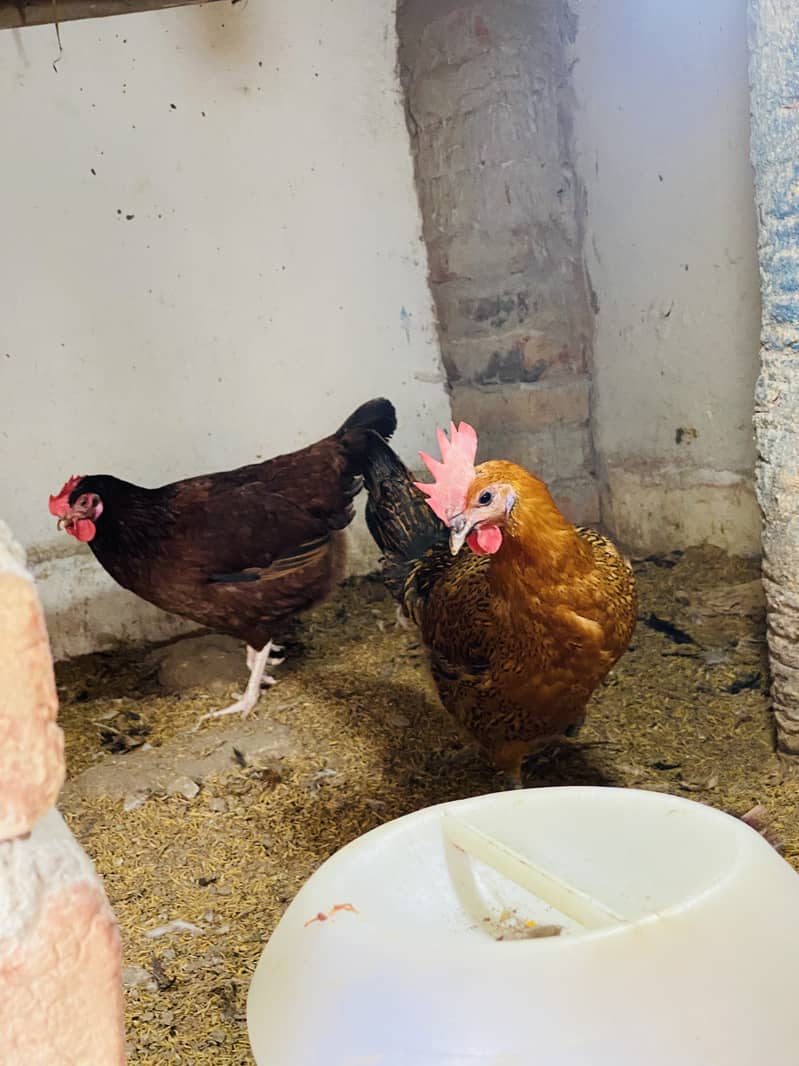 Egg Laying Hens for Sale - Andy wali murgiyan - Golden Misri Hens 2