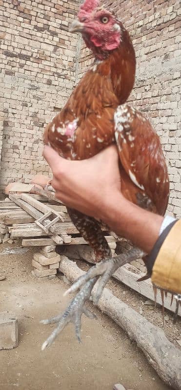 Aseel hens for sale 14