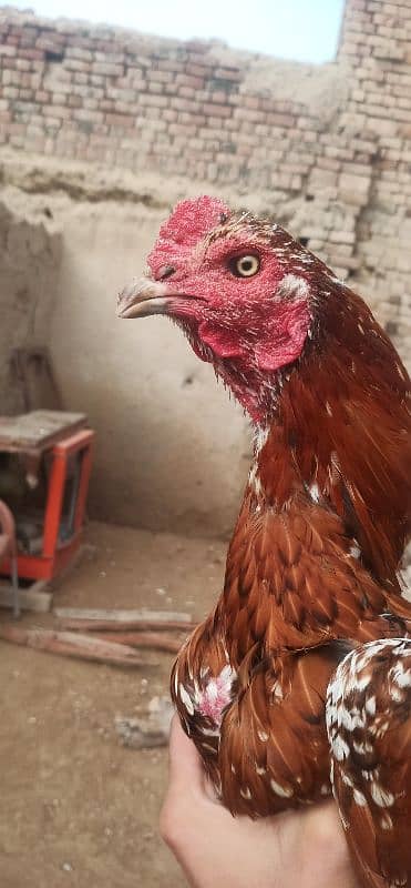 Aseel hens for sale 16