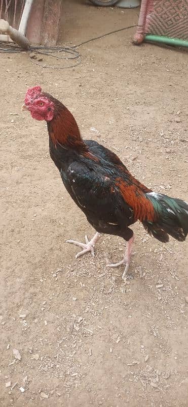 Aseel hens for sale 17