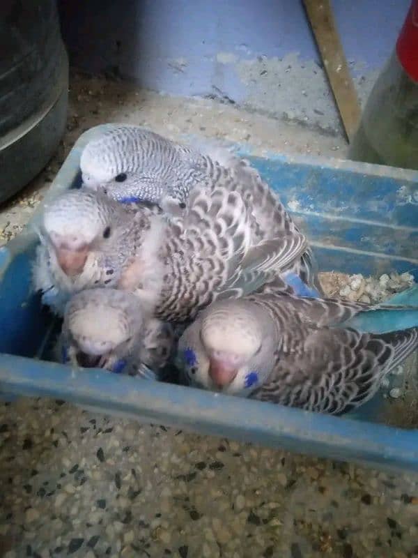 Budgies Undersize 0