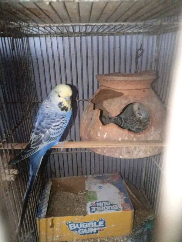 Budgies Undersize 1