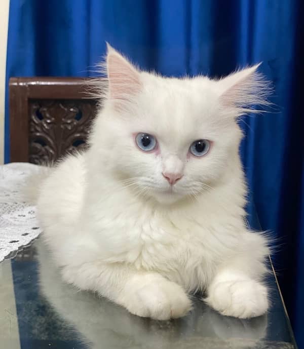 Persian Cat Pair Available for Sale 1