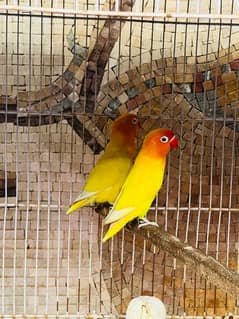 lovebird personata black eye