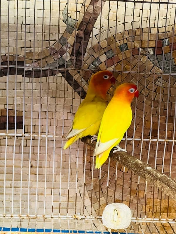 lovebird personata black eye 2