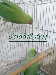 Ringneck parrot Pair