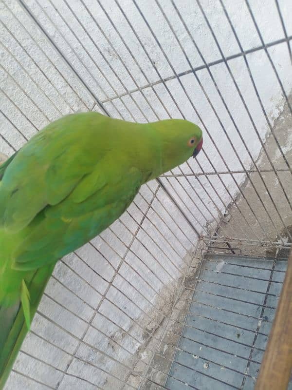 Ringneck parrot Pair 1