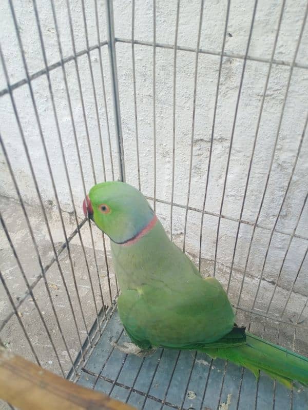 Ringneck parrot Pair 2