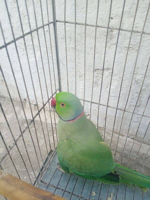 Ringneck parrot Pair 3