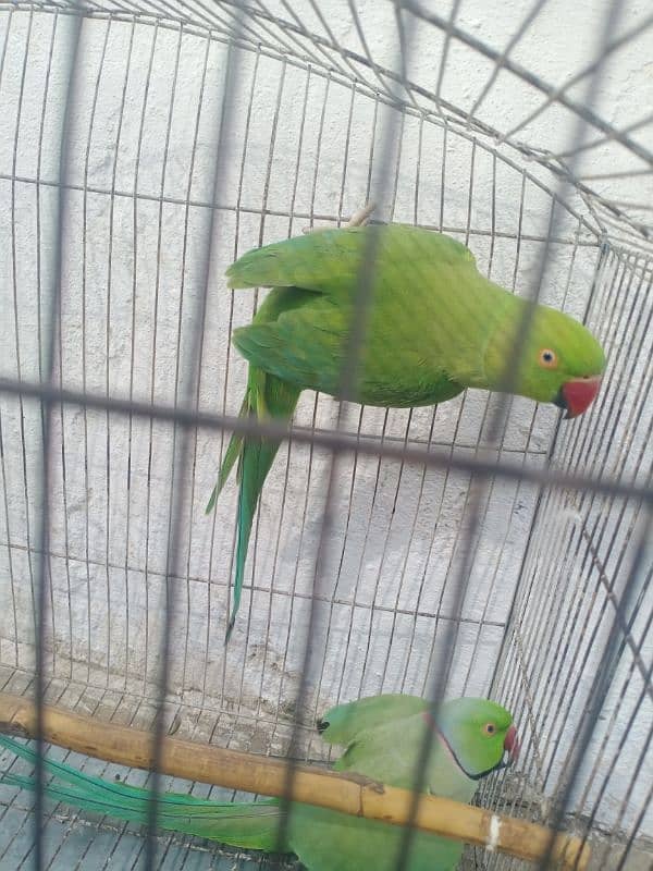 Ringneck parrot Pair 4