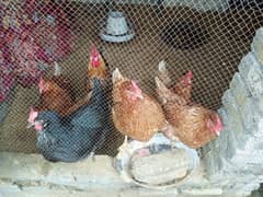 Lohman Brown Egg laying Hens