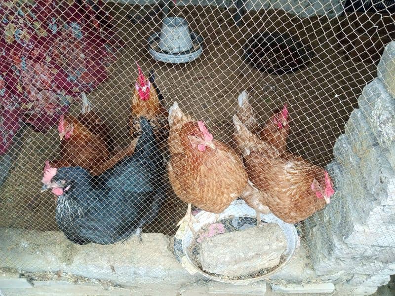 Lohman Brown Egg laying Hens 0