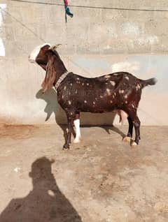 ajrak ma chamma bakri hai ek bacha Sath ma hai 2month ka 6 dant bakri