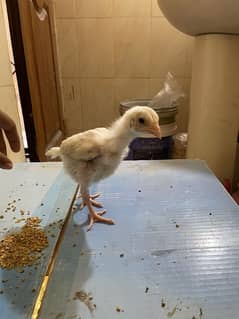 MashAllah paper white Heera chicks 1 week to 40 days all available