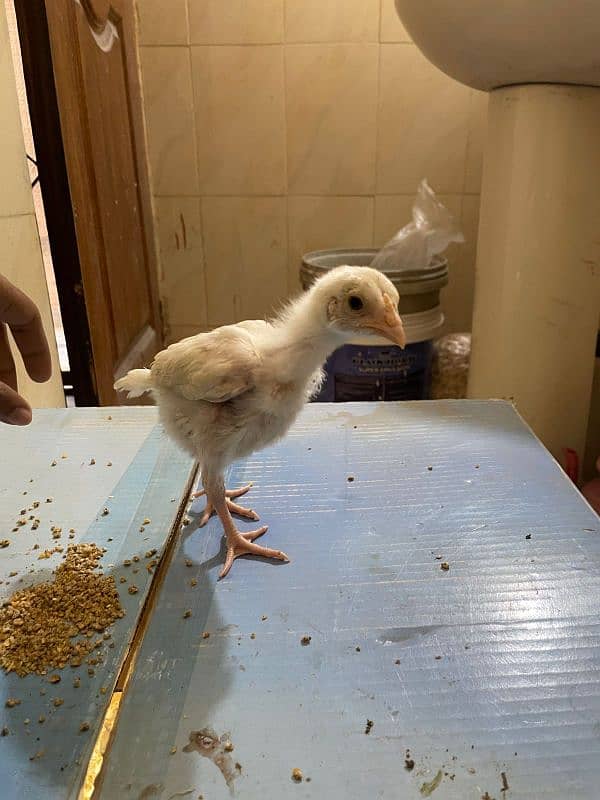 MashAllah paper white Heera chicks 1 week to 40 days all available 0