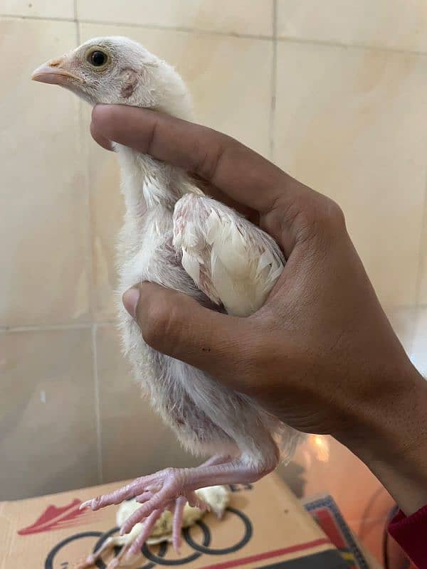 MashAllah paper white Heera chicks 1 week to 40 days all available 1