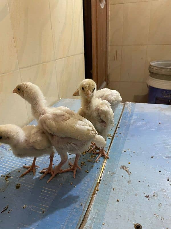 MashAllah paper white Heera chicks 1 week to 40 days all available 2