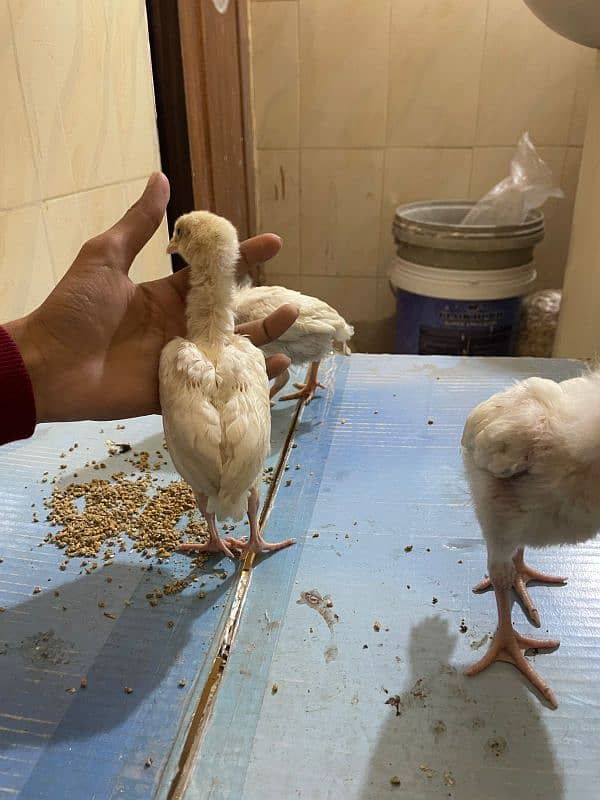 MashAllah paper white Heera chicks 1 week to 40 days all available 3