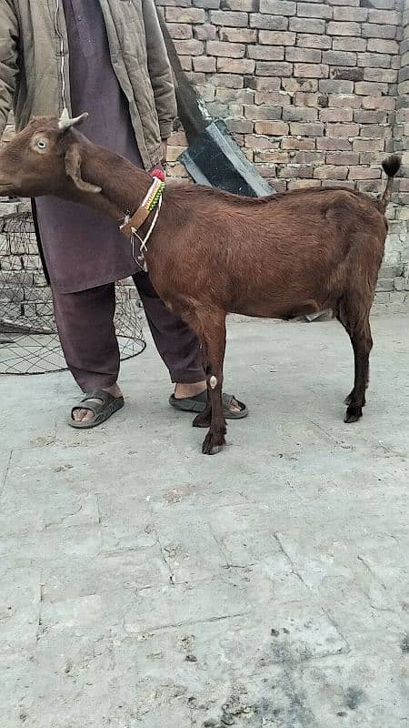 bakri 1