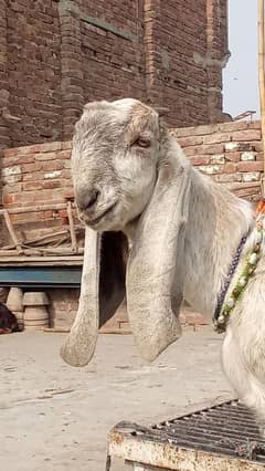 Desi bakra