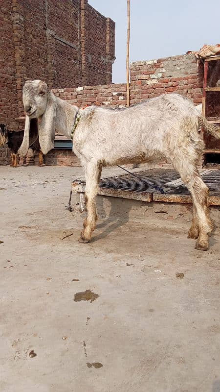 Desi bakra 3