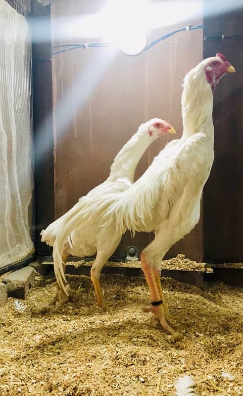 white O shamo/japanese aseel chicks top class available parrot 6