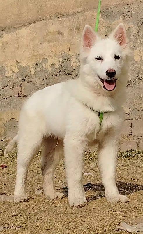 white shefard male age 4 month old for sale 0